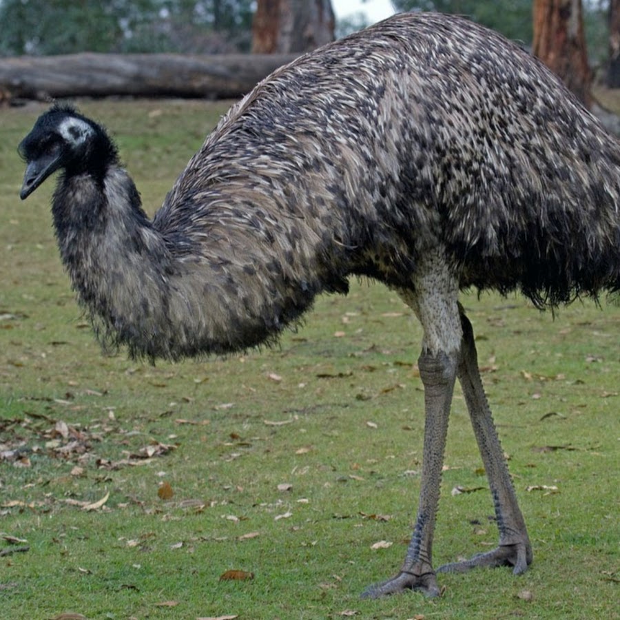 Страус птица или животное. Африканский страус эму. Австралийский эму. Страус эму в Австралии. Животные Австралии страус эму.
