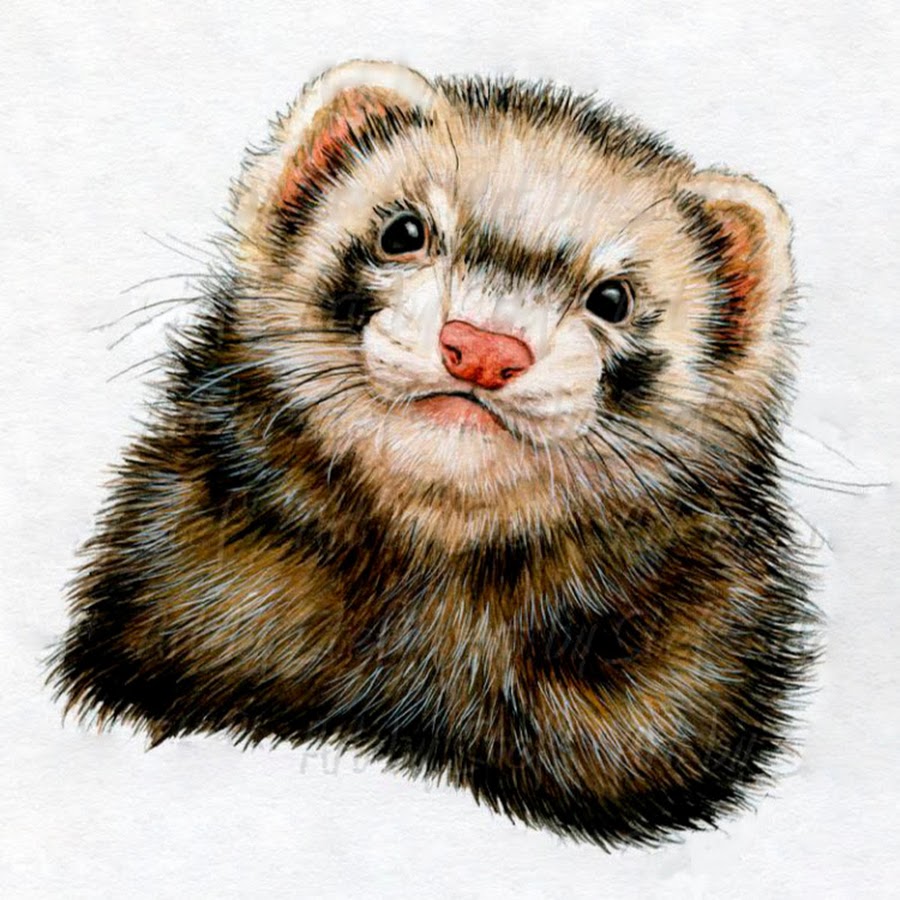 Хорек картинка для детей