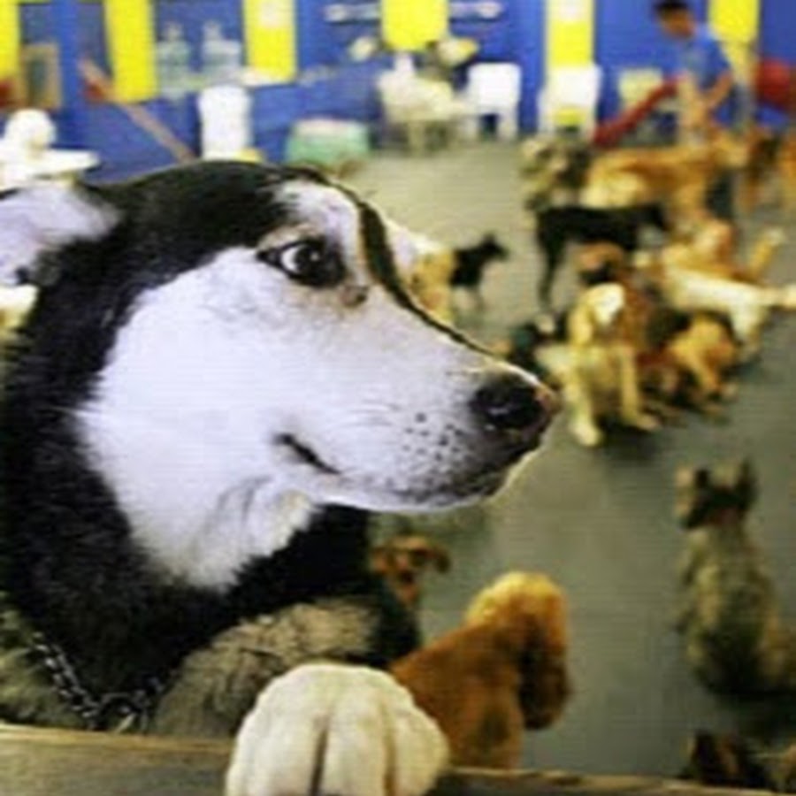 Ohana Doggie Day Care &amp; Spa YouTube