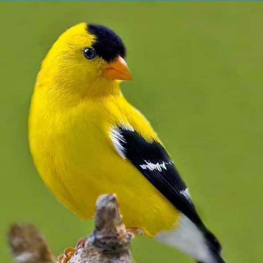 Черно желтая птица. Желтая птица. Желтая птица. Как зовут желтую птицу. Как зовут желтую птицу.