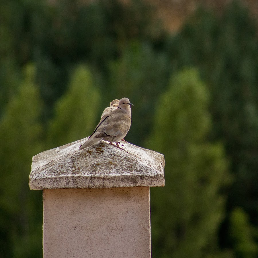 Animalistic - YouTube