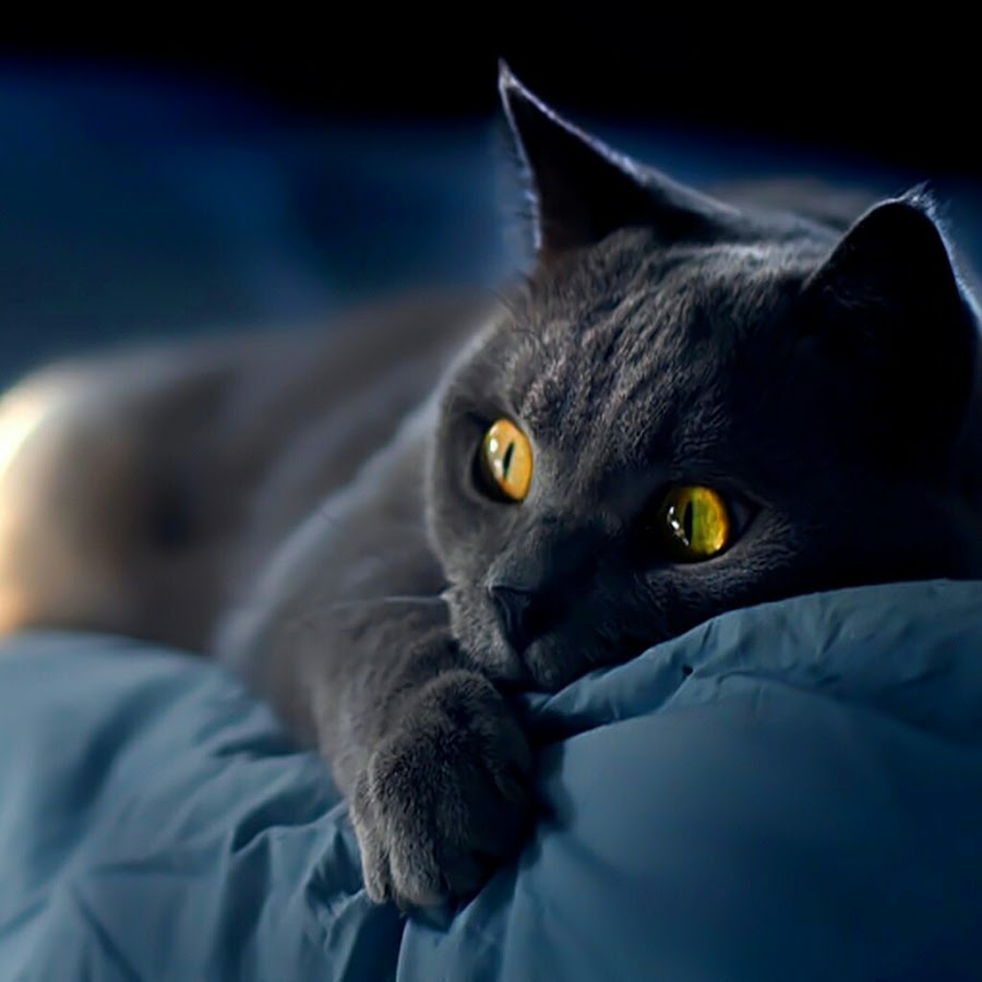 Techno Cat YouTube channel