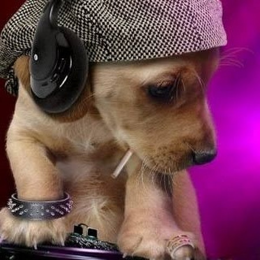 Пес в наушниках картинка