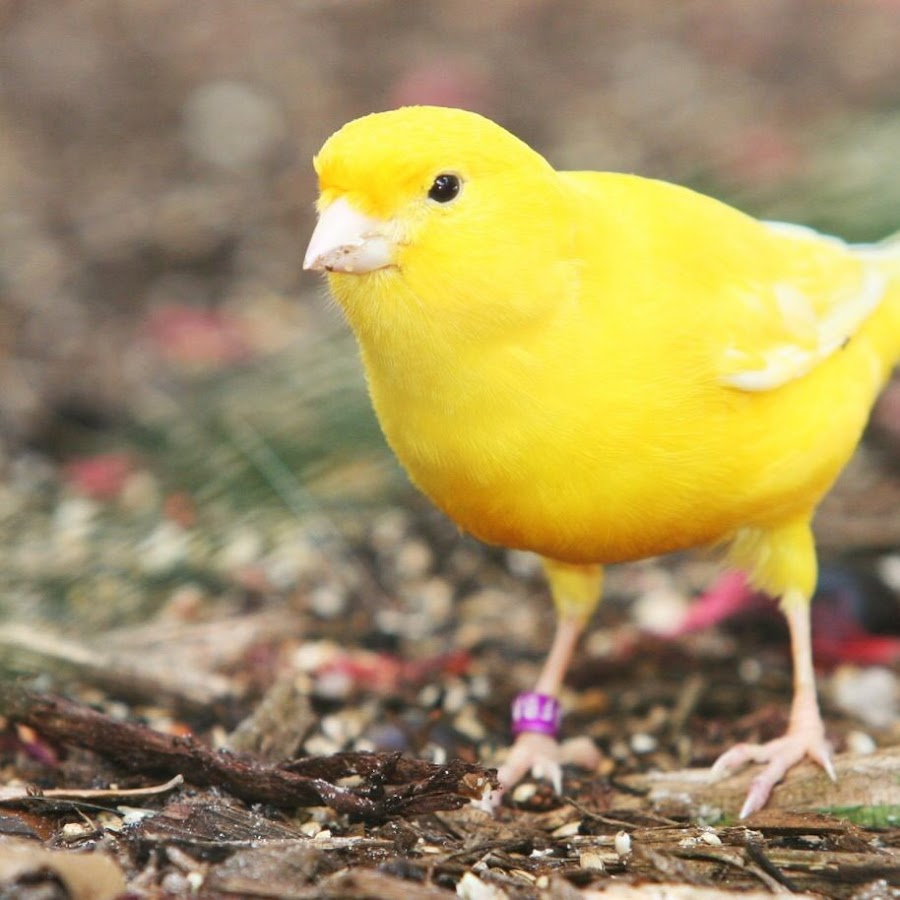 Canary Birds - YouTube