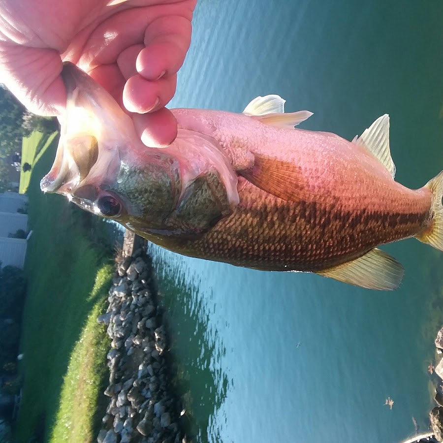 king catfish YouTube