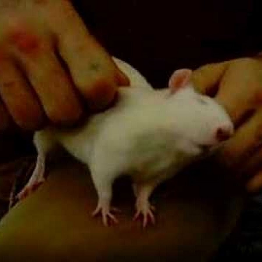 Почему крыса лижет