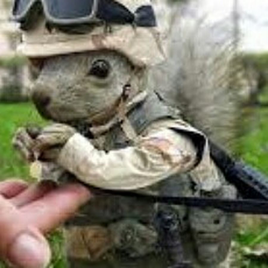 Scrubs Squirrel Army - Army Military