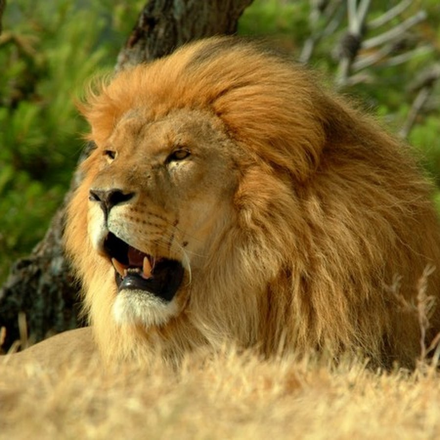 Le Lion De L Atlas Maroc le lion de l'atlas - YouTube