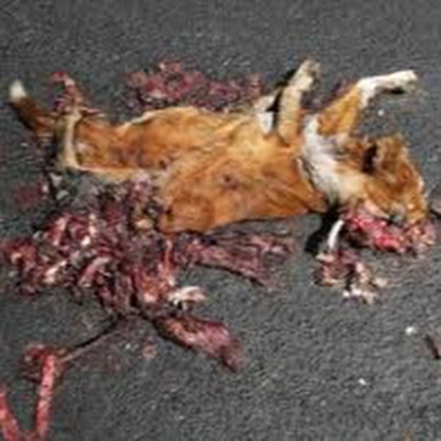 Road Kill 