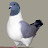 enforcingpidgeon avatar