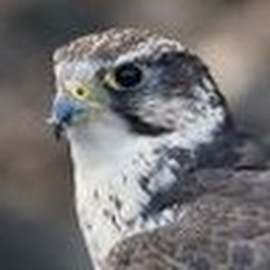 Vineyard Saker - YouTube