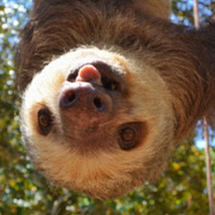 Costa Rica Animal Rescue Center - YouTube
