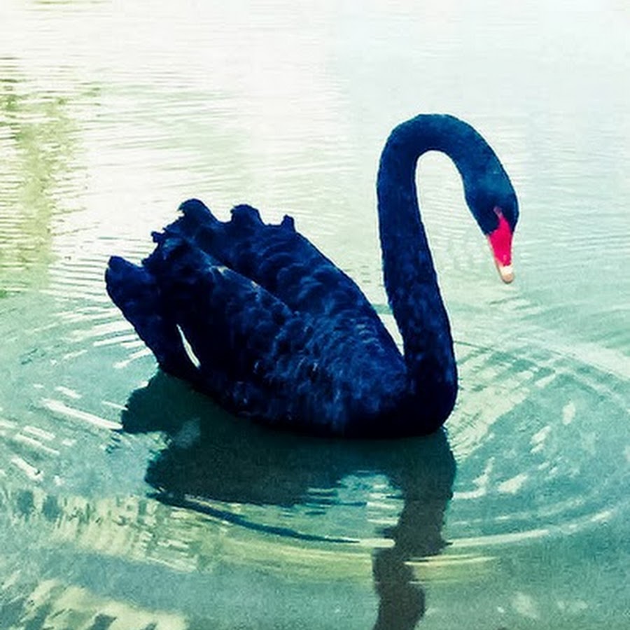 Black Swan Emergency Manager - YouTube