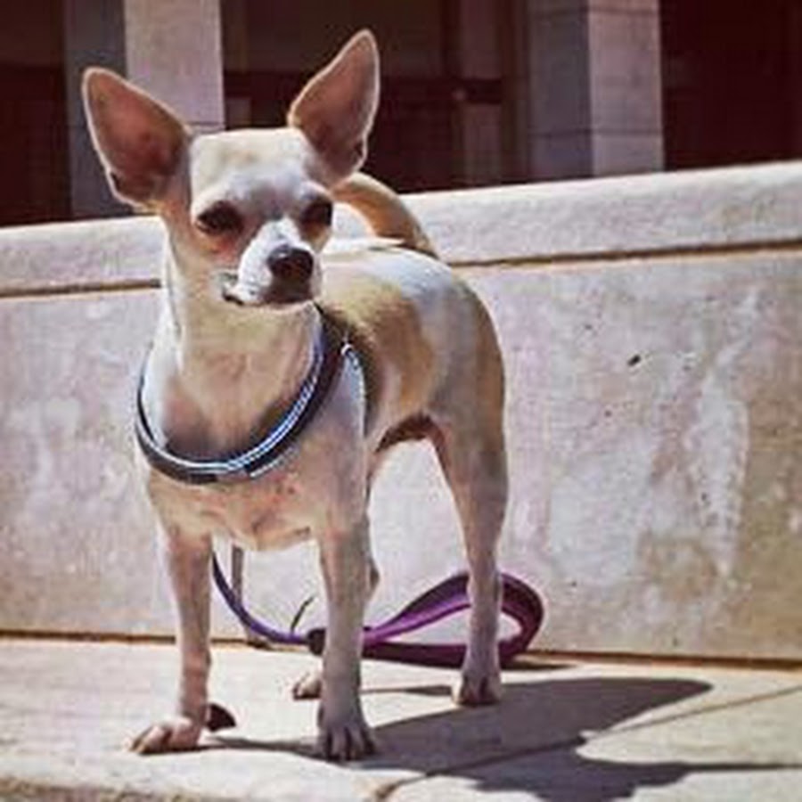 Чихуахуа мексика