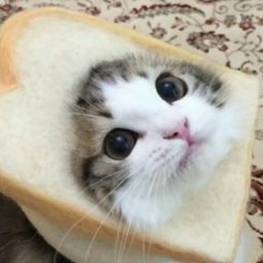 in bread cat shirt