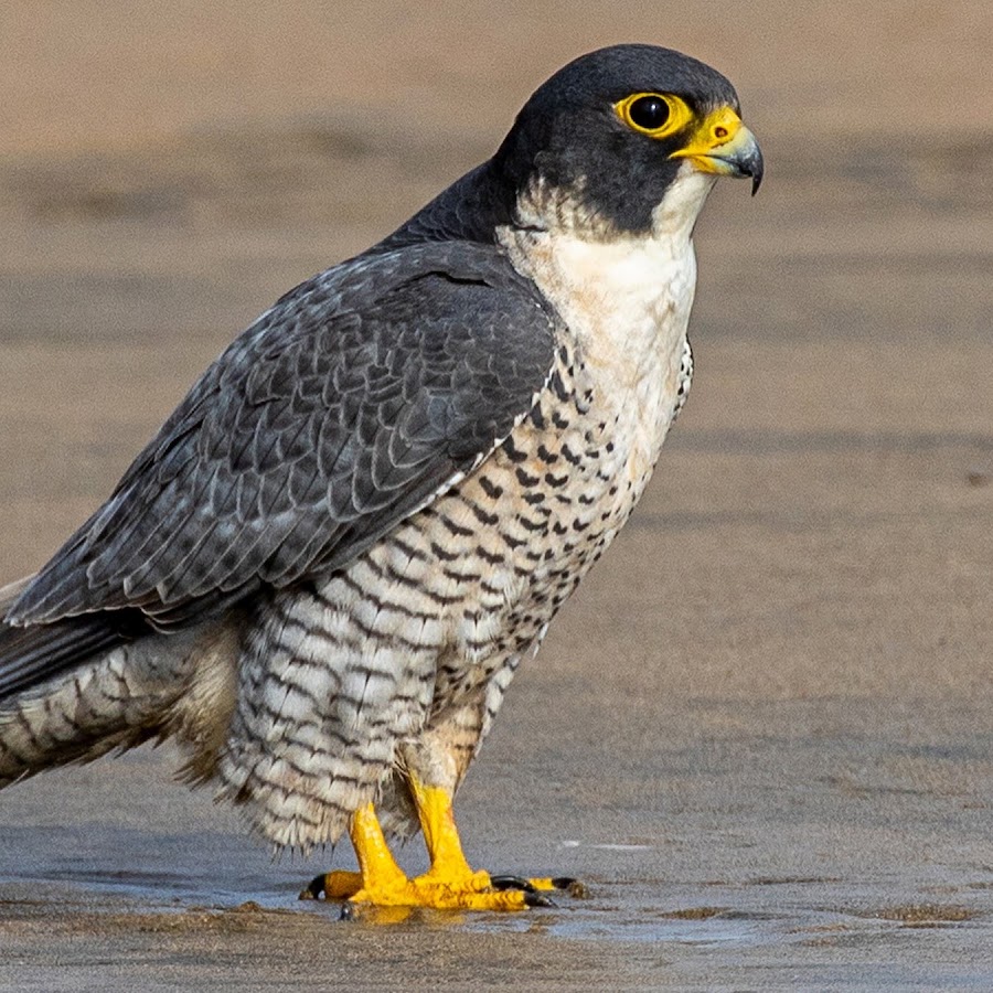 Peregrine falcon. Falcon fast. Falco peregrinus. Сокол сапсан пикирование. Сапсан фото.
