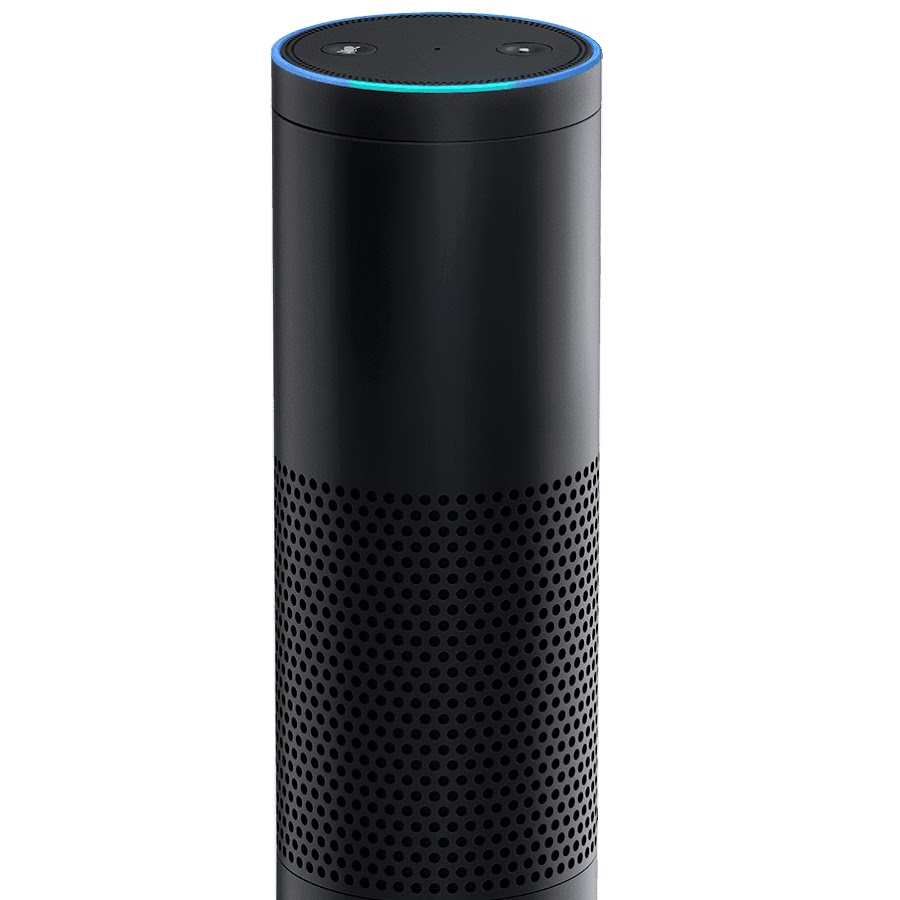 The Meme Turtle - YouTube