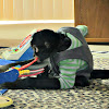 Brodi The Monkey