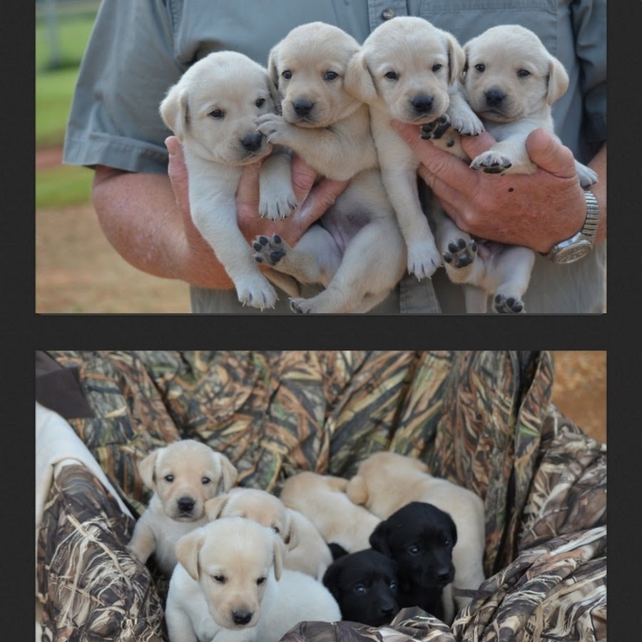 Prairie Plains British Labradors Kennels and Training YouTube