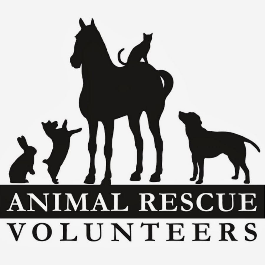 Animal shelter volunteer