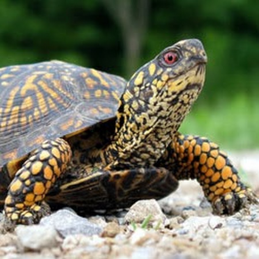 Как звали черепаху. Как звали черепаху. Как звали черепаху. Как звали черепаху. Имена для черепах мальчиков красноухих.