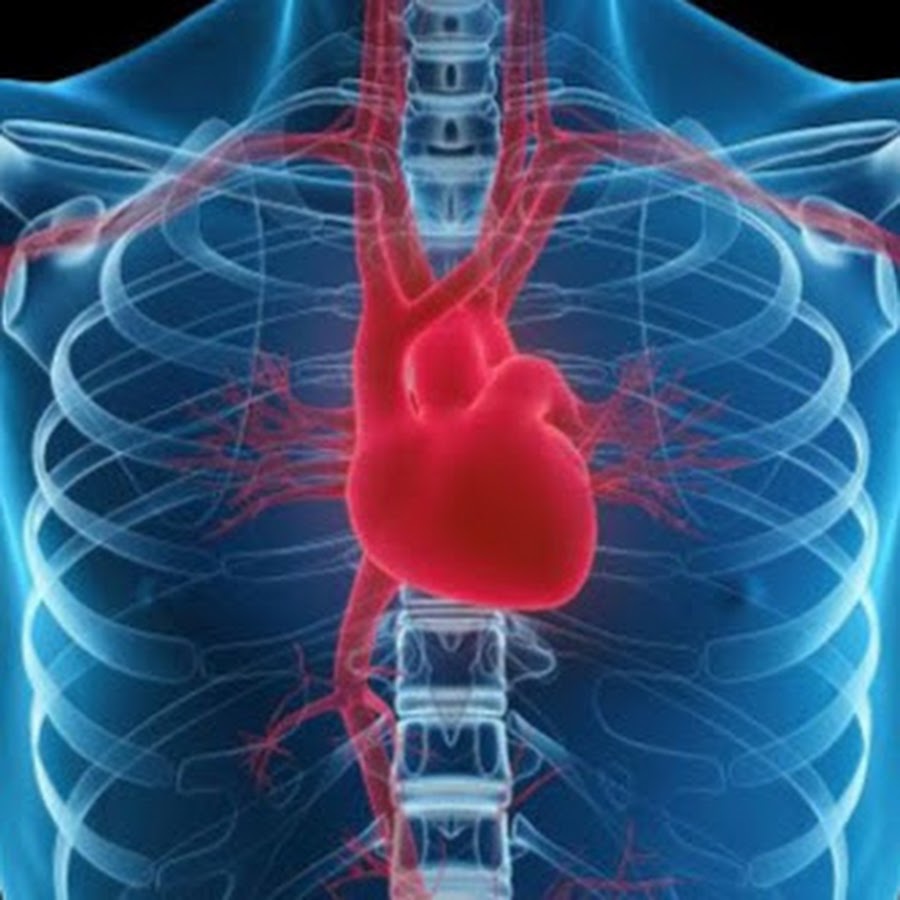 MCC Anatomy Physiology - YouTube