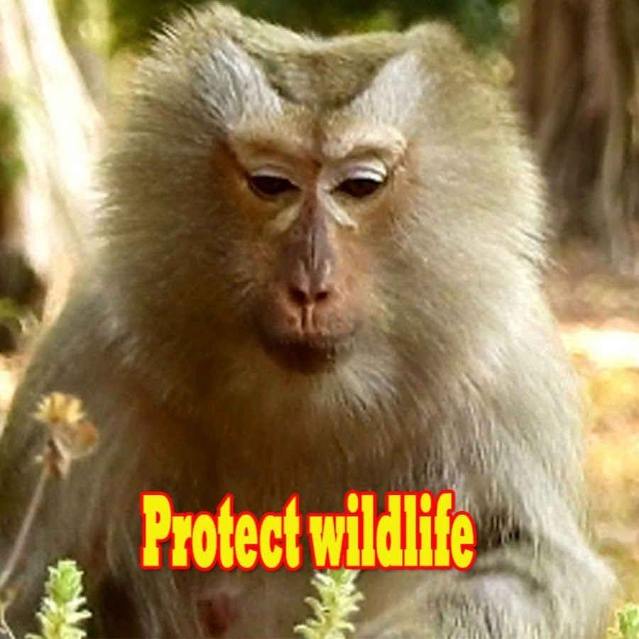 Monkey Tribe YouTube