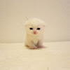 ScottishFold Kitty Channel