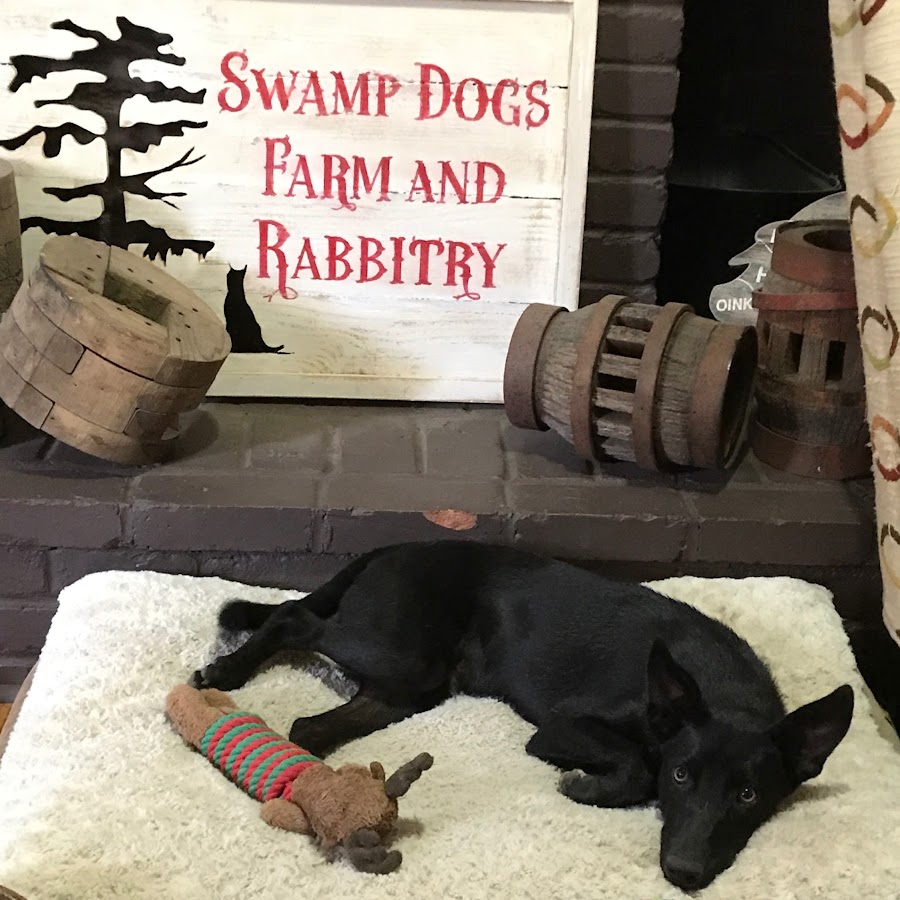 Swamp Dog's Farm Carolina Dogs YouTube