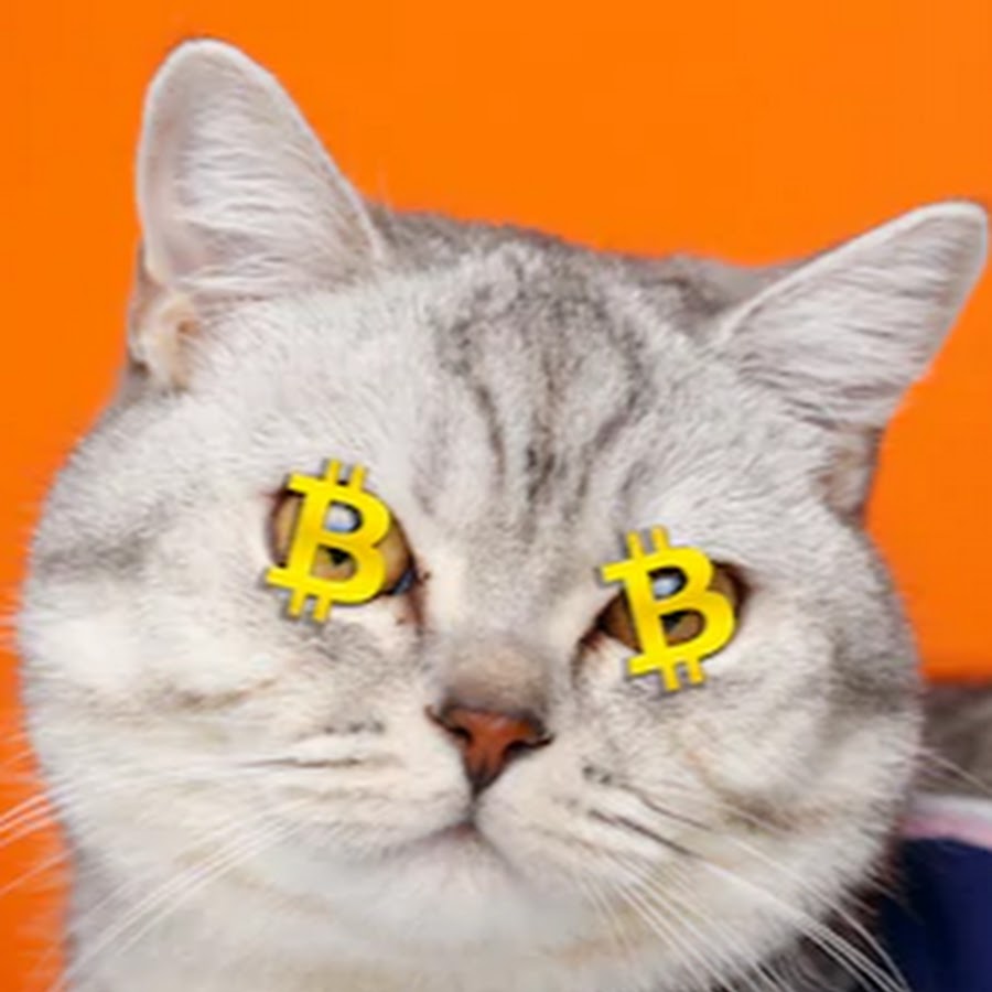 bitcoin cat