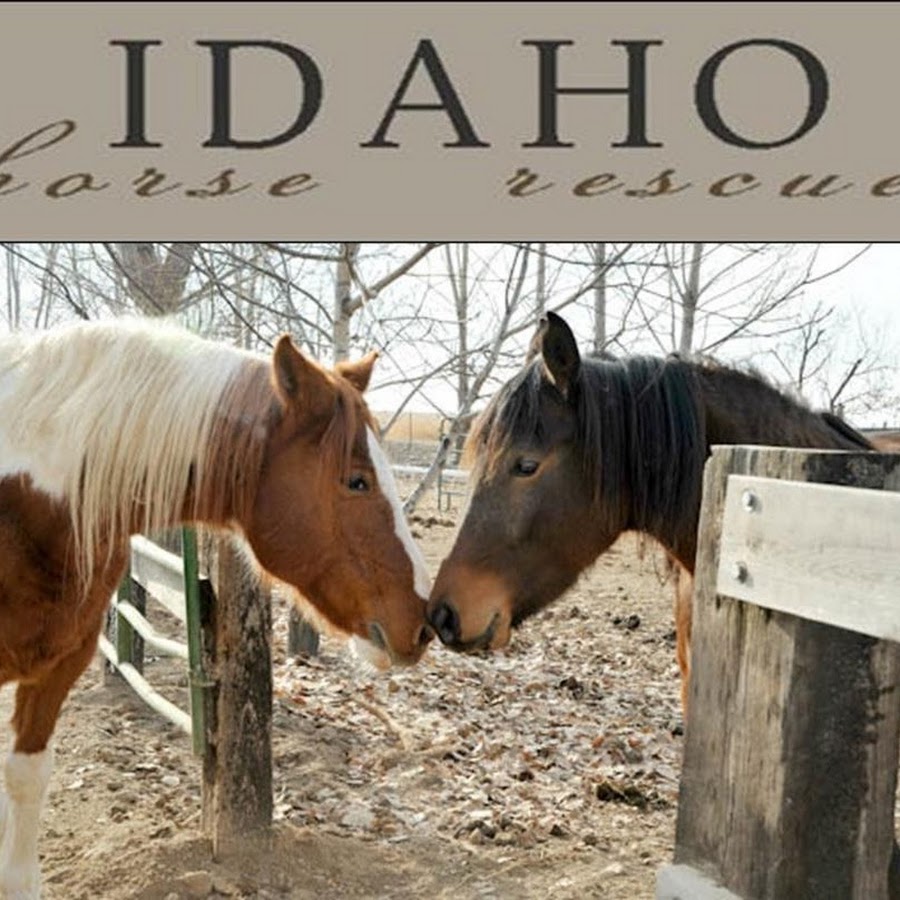 Idaho Horse Rescue YouTube