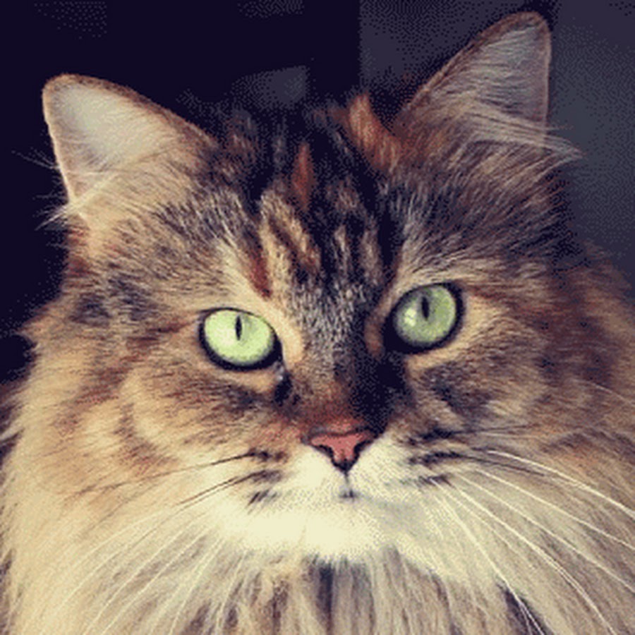 Shay, The Fluffy Furball Cat YouTube