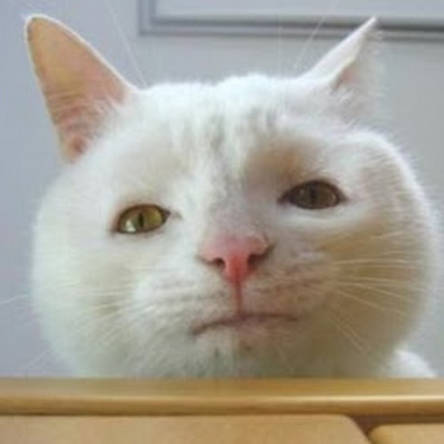 Кривой кот