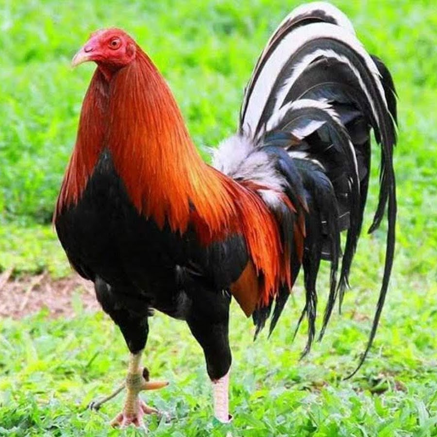 Roosters Used For Cockfighting Discovered Smuggled In Vehicles Crossing