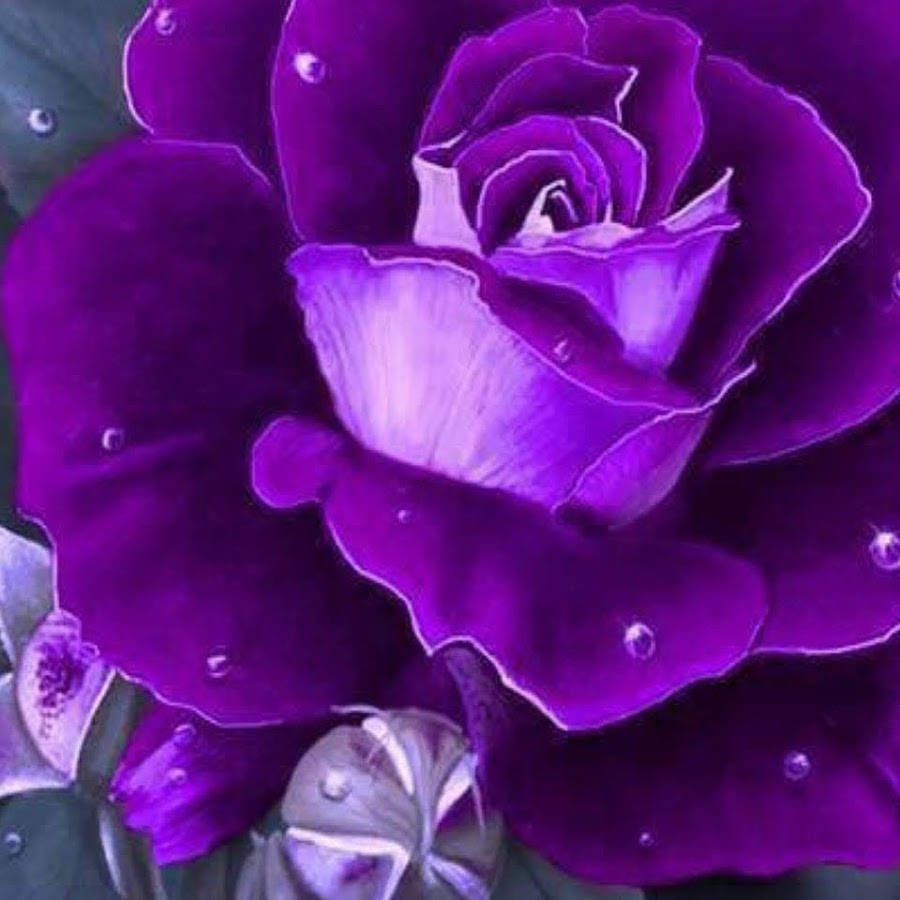 Картинки с днем рождения фиолетовые цветы