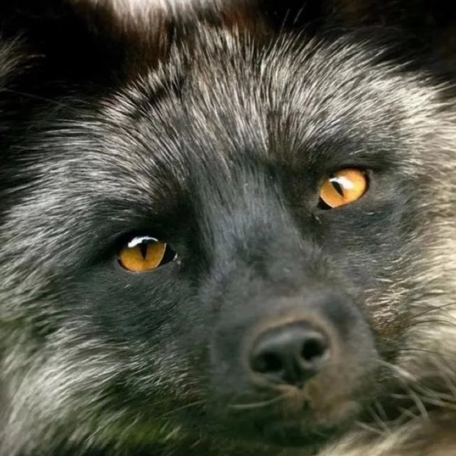 Fluffy Foxes YouTube