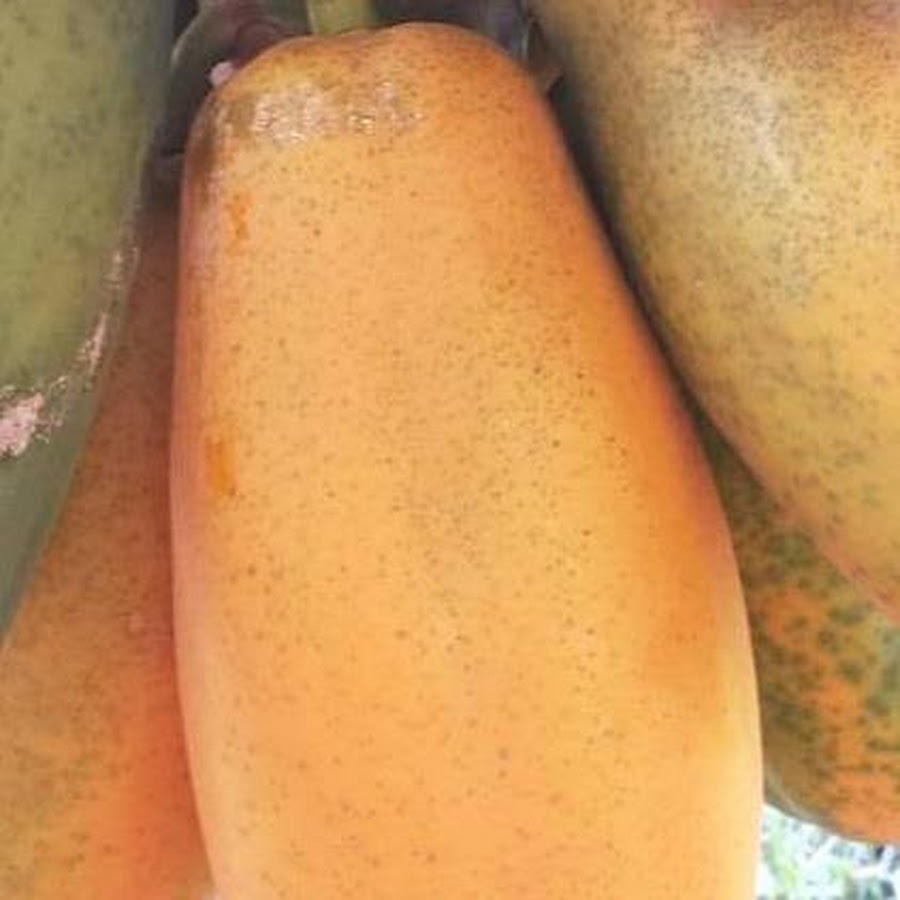 Garden Backyard - YouTube