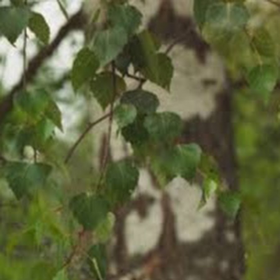 Skandinaviska Klasskamrater - YouTube