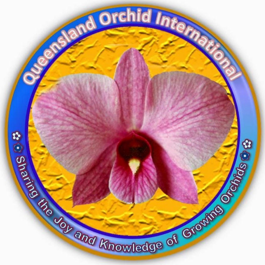 Queensland Orchid 