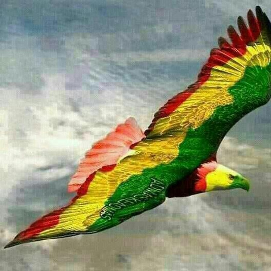 Zim news - YouTube