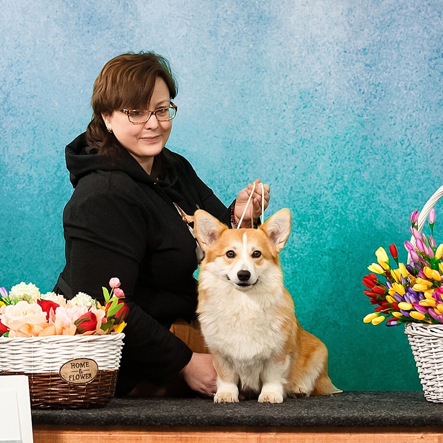 заводчик корги таро