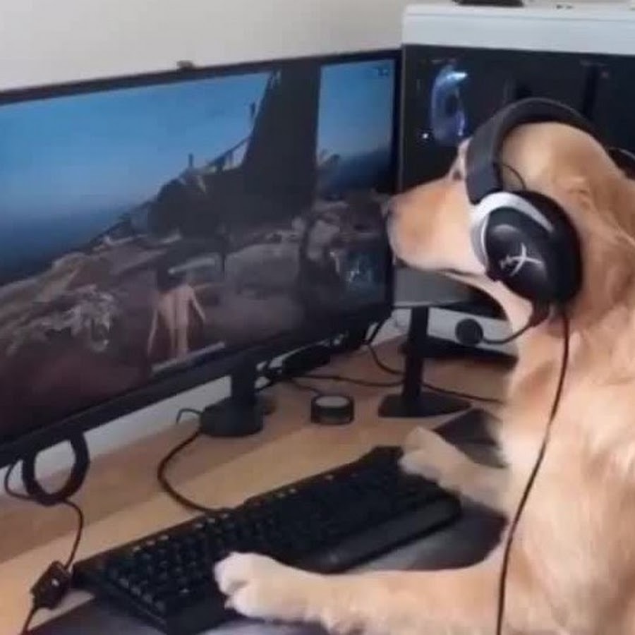 Коты геймеры. Пушистый геймер игра. Котенок с джойстиком. Геймер фото. Пёсик игроман.