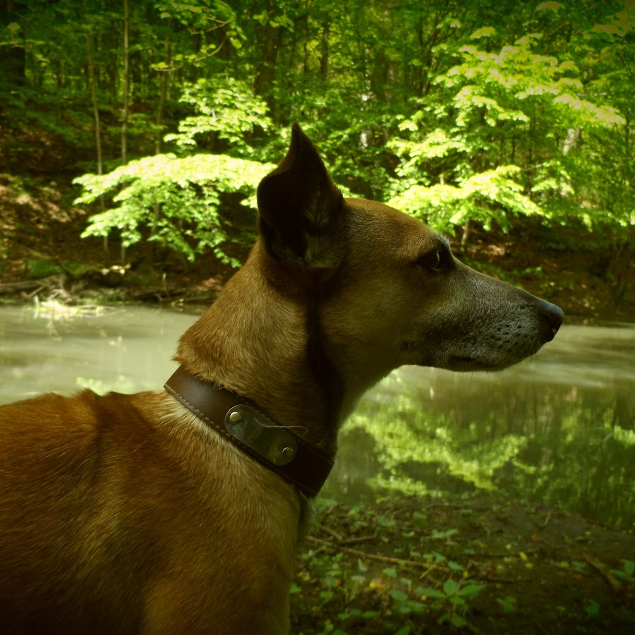 NATUR UND HUND YouTube