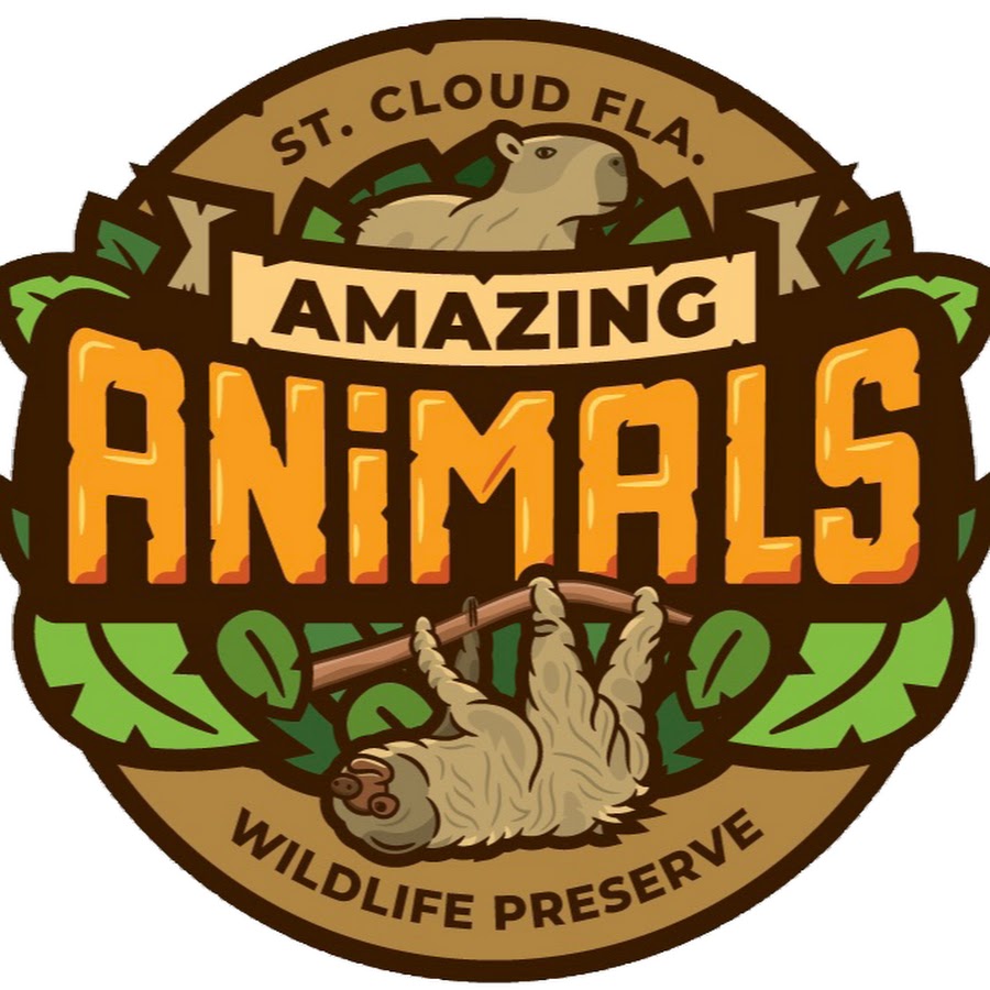 Amazing Animals Inc YouTube