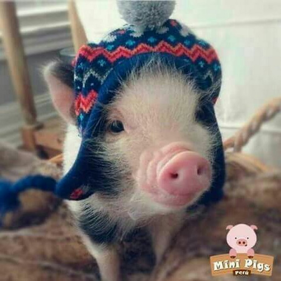 Шапка свинья