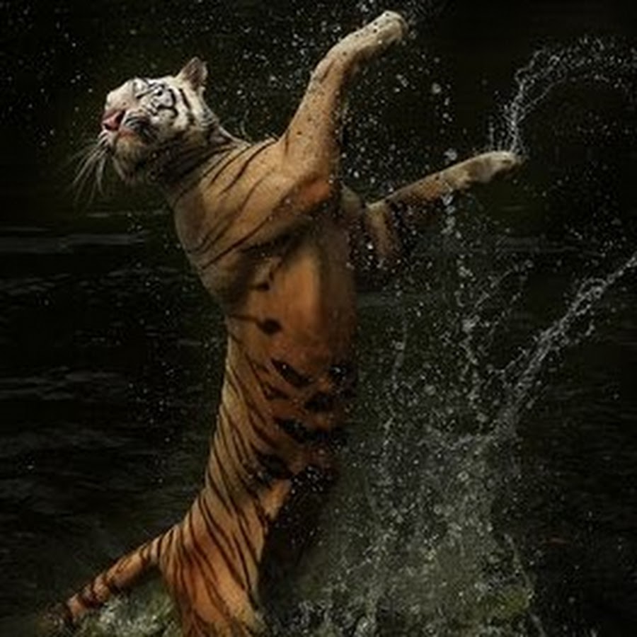 DJ Tiger Music & Events YouTube