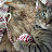 Kitty B avatar