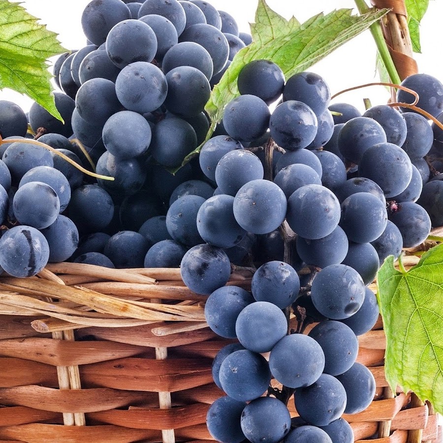 Truth Fruits YouTube