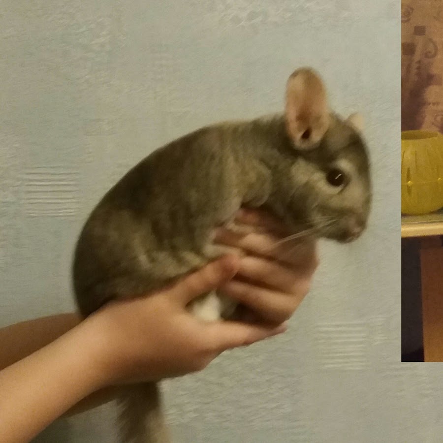 Chinchilla loversTv YouTube
