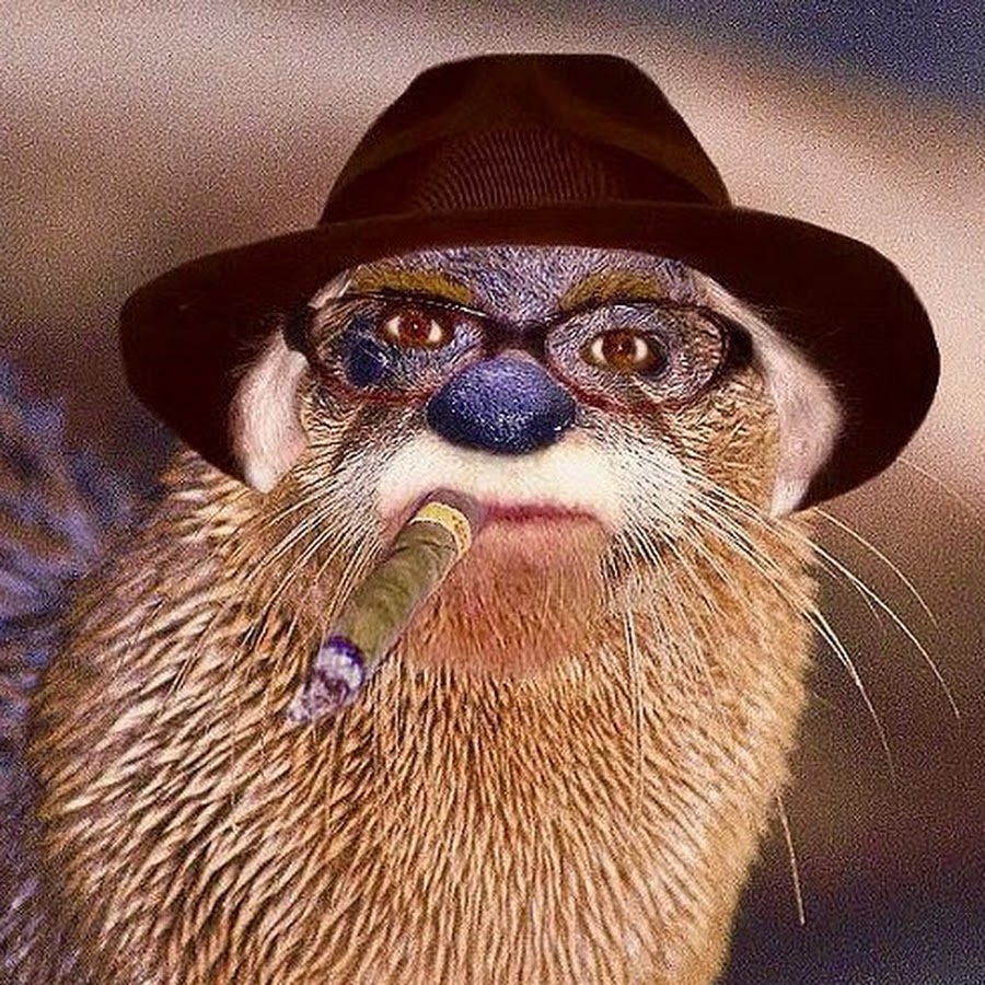 Carcinogen Otter YouTube